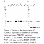 PGRMC1 Polyclonal Antibody (20 μl)  