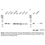 PHB Polyclonal Antibody (20 μl)  