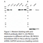 PIK3CA Polyclonal Antibody (20 μl)  