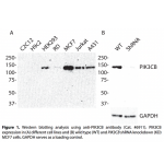PIK3CB Polyclonal Antibody (20 μl)  