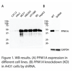 PPM1A Polyclonal Antibody (20 μl)  
