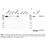 PTPN14 Polyclonal Antibody (20 μl)  