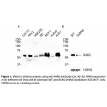 RARG Polyclonal Antibody (20 μl)  