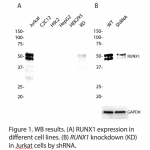 RUNX1 Polyclonal Antibody (20 μl)  