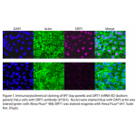 SIRT1 Polyclonal Antibody (20 μl)  