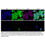 SIRT6 Polyclonal Antibody (20 μl)  