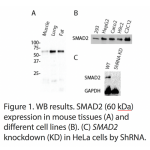SMAD2 Polyclonal Antibody (20 μl)  