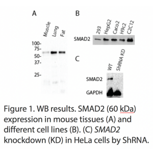 SMAD2 Polyclonal Antibody (20 μl)  