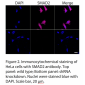 SMAD2 Polyclonal Antibody (20 μl)  