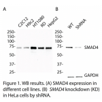 SMAD4 Polyclonal Antibody (20 μl)  