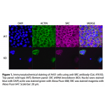 SRC Polyclonal Antibody (20 μl)  