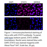 STAT3 Monoclonal Antibody (20 μl) 