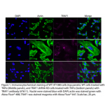 TRAF1 Polyclonal Antibody (20 μl)  