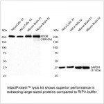 IntactProtein™ Cell-Tissue Lysis Kit (50 ml)