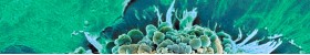 Early Stage Apoptosis Assay Kits