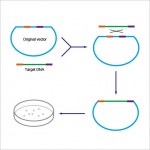 ExSembly™ One Step Cloning Kit (10 rxns)