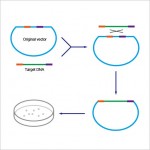 2× ExSembly™ Cloning Master Mix (10 rxns)