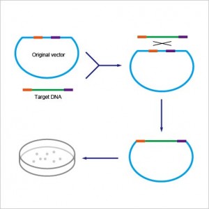 ExSembly™ One Step Cloning Kit (10 rxns)