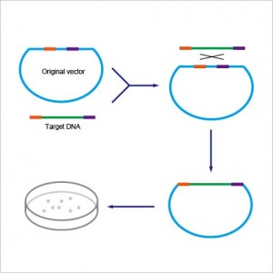 2× ExSembly™ Cloning Master Mix (10 rxns)