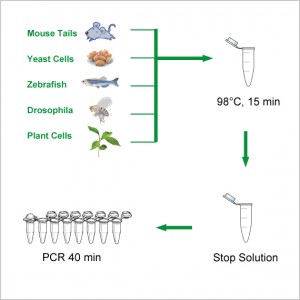 LiDirect™ Lightning Genotyping Kit (2000 rxns)