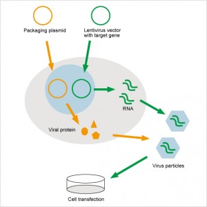 Lentiviral Packaging Kit (10 rxns)