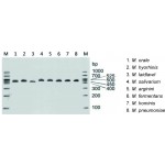 Mycoplasma PCR Detection Kit (50 T)