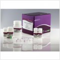 Magnetic Universal Genomic DNA Kit (50 preps)