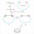 LiClone™ One Step Cloning Kit (25 rxns)