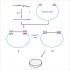 LiClone™ One Step Cloning Kit (25 rxns)