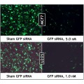 GreenFect™ Transfection Reagent (150 µl)