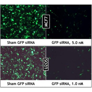 GreenFect™ Transfection Reagent (1.5 ml)