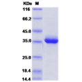 BD-1 Protein (Fc Tag),Human 