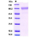 BACE1 Protein,Human 
