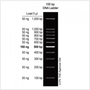 100 bp DNA Ladder (500 μl)