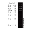 1 kb DNA Ladder II (500 μl)