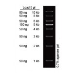 1 kb DNA Ladder II (500 μl)