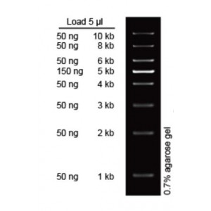 1 kb Plus DNA Ladder (1 ml)
