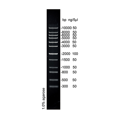 1 kb DNA Ladder II (2× 250µl)