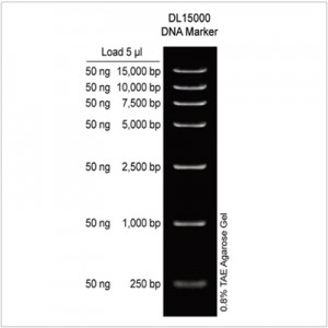 DL15000 DNA Marker (1 ml)