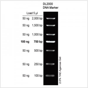 DL2000 DNA Marker (1 ml)