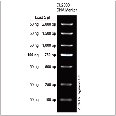 dl1000a