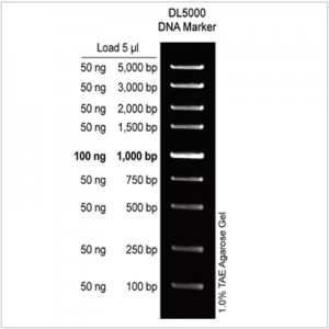 DL5000 DNA Marker (1 ml)
