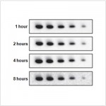 SuperECL™ Western Blotting Detection Kit (2×250 ml)