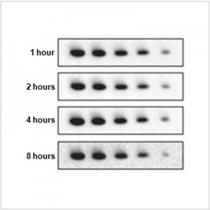 SuperECL™ Western Blotting Detection Kit (2×50 ml)