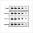 SuperECL™ Western Blotting Detection Kit..