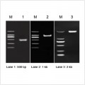 2× LiTaq™ Eco PCR Master Mix (+Dye) (25 ml)