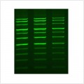 LiGreen™ Plus Nucleic Acid Gel Stain (4×500 μl)