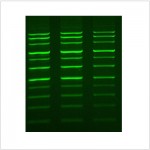 LiGreen™ Plus Nucleic Acid Gel Stain (500 μl)