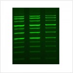 LiGreen™ DNA Gel Stain (1 ml)