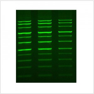 LiGreen™ Plus Nucleic Acid Gel Stain (500 μl)